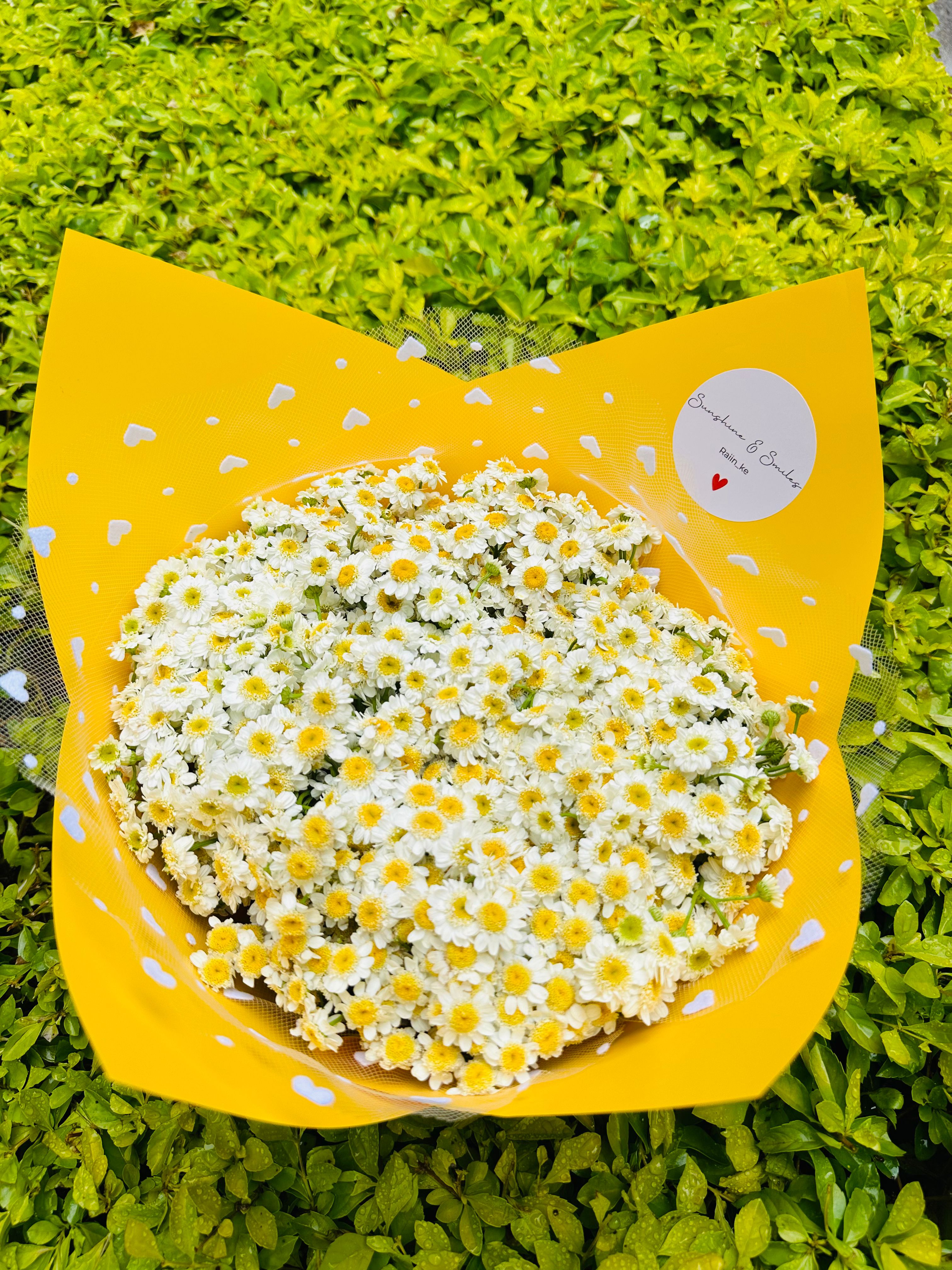 Daisy Dreams